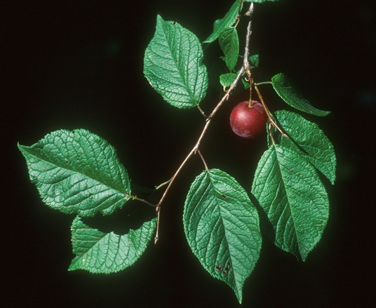 {Prunus mexicana}